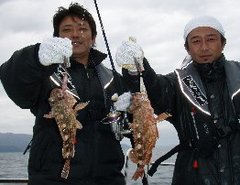 敦賀沖Bigfin Squidのガシラ（カサゴ）