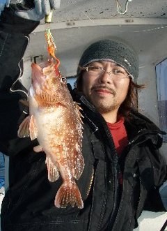 敦賀沖Bigfin Squidのガシラ（カサゴ）