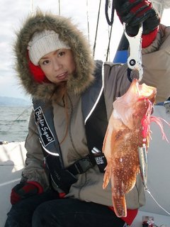 敦賀沖Bigfin Squidのガシラ（カサゴ）