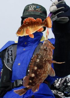敦賀沖Bigfin Squidのガシラ（カサゴ）