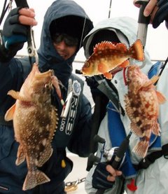 敦賀沖Bigfin Squidのガシラ（カサゴ）