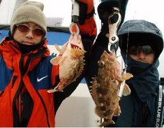 敦賀沖Bigfin Squidのガシラ（カサゴ）