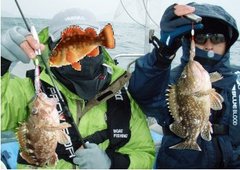 敦賀沖Bigfin Squidのガシラ（カサゴ）
