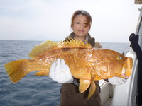 敦賀沖にアジの、ノマセ釣り！