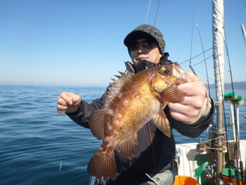 敦賀沖に、メバル釣り！
