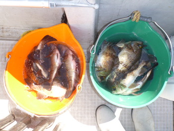 敦賀沖に、メバル釣り！