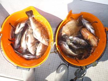 敦賀沖に、メバル釣り！