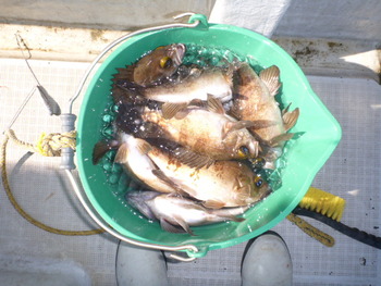 敦賀沖に、メバル釣り！