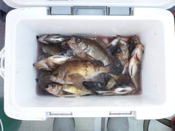 敦賀沖に、メバル釣り！