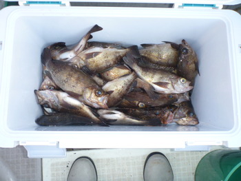 敦賀沖に、メバル釣り！