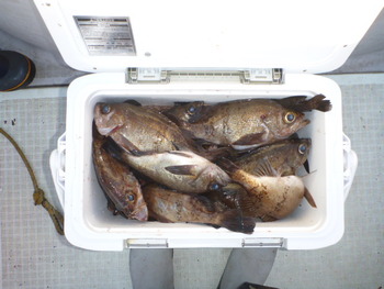敦賀沖に、メバル釣り！