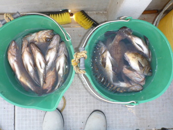 敦賀沖に、メバル釣り！