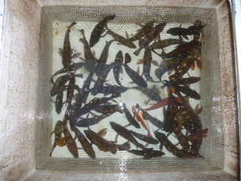 敦賀沖に、メバル釣り！
