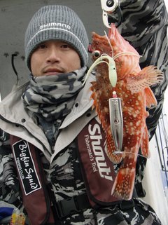 敦賀沖Bigfin Squidのガシラ（カサゴ）