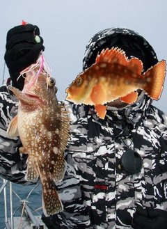 敦賀沖Bigfin Squidのガシラ（カサゴ）