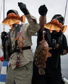 敦賀沖Bigfin Squidのガシラ（カサゴ）