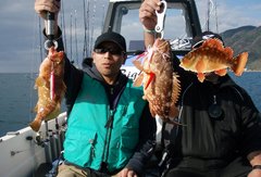 敦賀沖Bigfin Squidのガシラ（カサゴ）