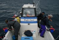 敦賀沖Bigfin Squidの餌釣り