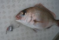 敦賀沖Bigfin Squidの真鯛フカセ・真鯛ひとつテンヤ