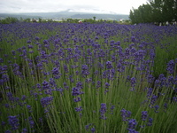 ラベンダー畑 2010/07/05 20:04:00