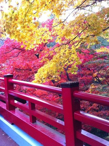 11/10　悪天候につき・・・紅葉狩り