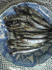 オメデトさん 2008/12/31 23:58:17