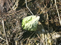 何で... 2008/04/02 00:57:06