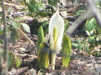み〜つけ 2008/04/15 23:09:43