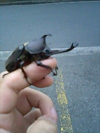 カブトムシ君と交わる。