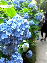 花も咲かずに散ってたまるか。 2009/06/27 02:01:13