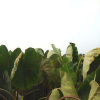 夏の終わり。 2009/08/31 22:57:44