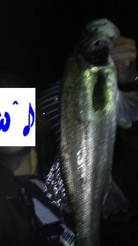 ライン＜魚