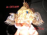 In OITA!
