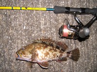 好きな魚 2009/01/30 01:29:37