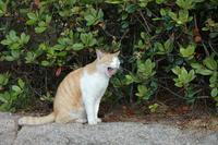チニングの香り？