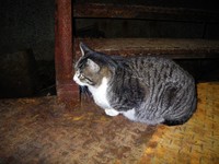猫のジンクス