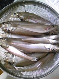 今週は夏休み
