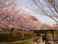 花見