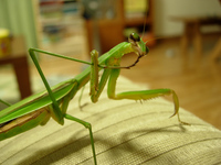 カマキリ飼ってました 2005/12/16 23:50:00