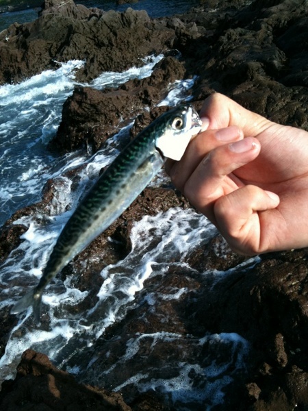 チョロ島君の釣り日記 熱海 真鶴でメバリングとアオリイカ