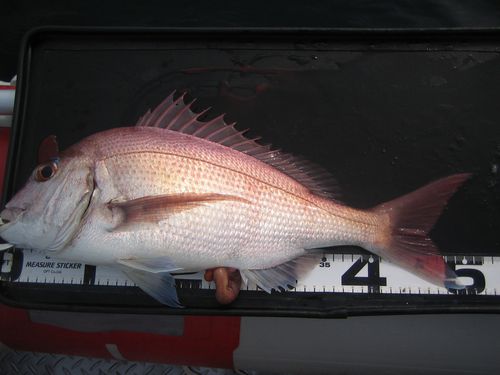 釣り日和。さて釣果は