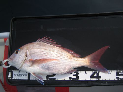 釣り日和。さて釣果は