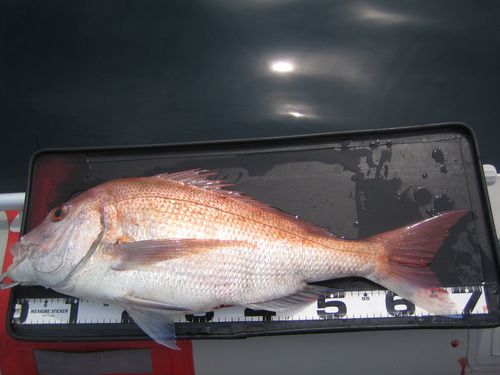 釣り日和。さて釣果は