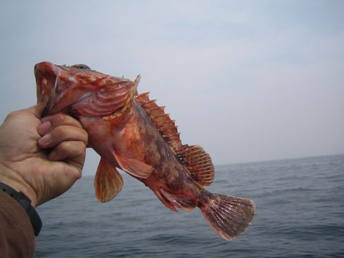 釣り日和。さて釣果は