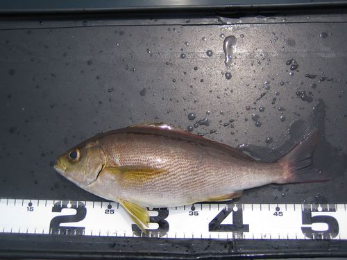 釣り日和。さて釣果は