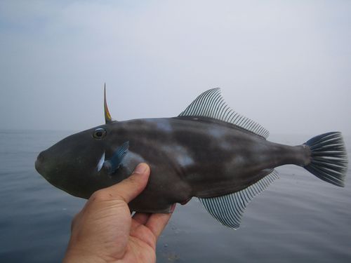 釣り日和。さて釣果は