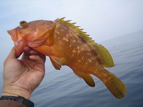 釣り日和。さて釣果は