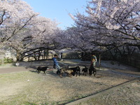 犬だらけ～お花見編～ 2011/04/14 10:49:08