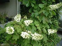 紫陽花 2007/05/30 07:40:02
