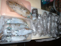 昨日の藻烏賊 2007/05/09 09:01:58